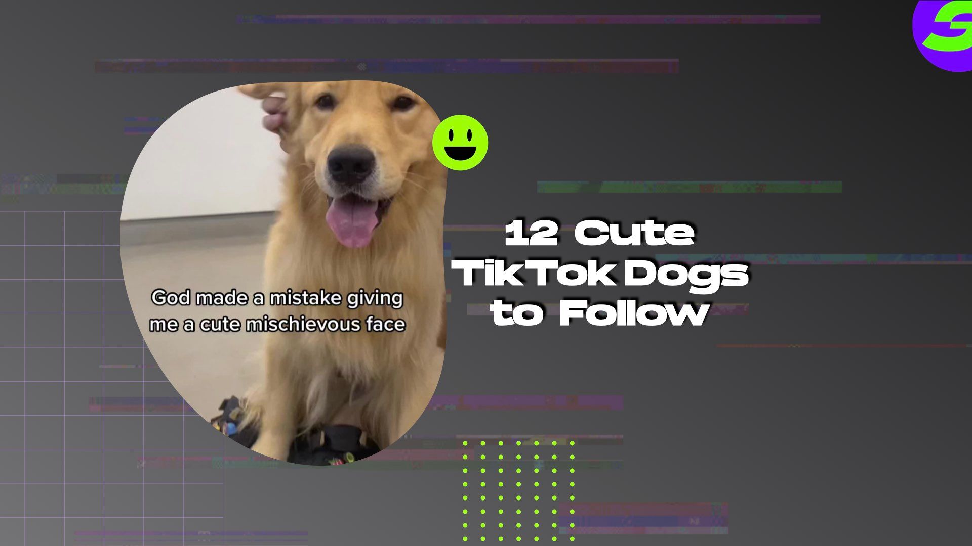 12 Cute TikTok Dogs to Follow