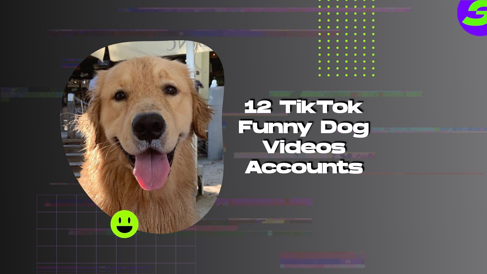 12 TikTok Funny Dog Videos Accounts