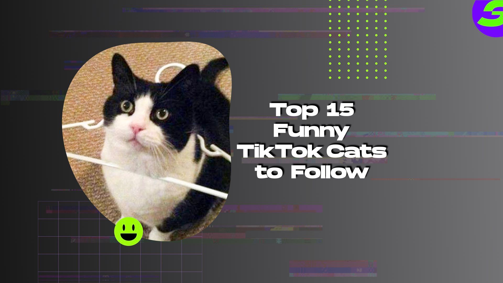 CATS will make you LAUGH YOUR HEAD OFF - Funny CAT compilation - Cool & Fun